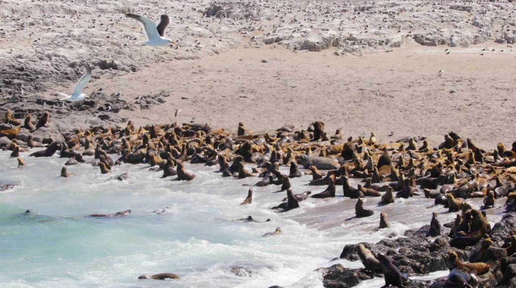 A beach with a number of sea lions and elephant seals on it and two gulls flying
