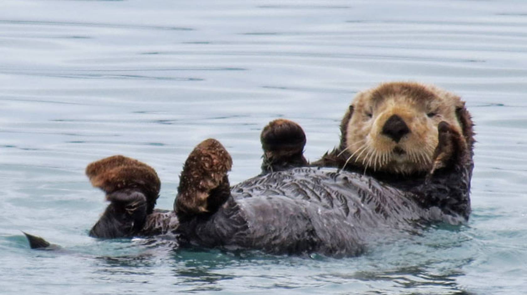 Sea otter laying on its back being adorable