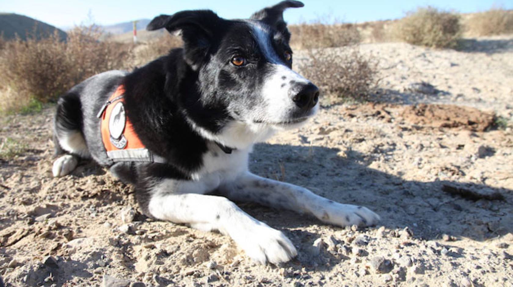 Seamus alerting to lizard scat