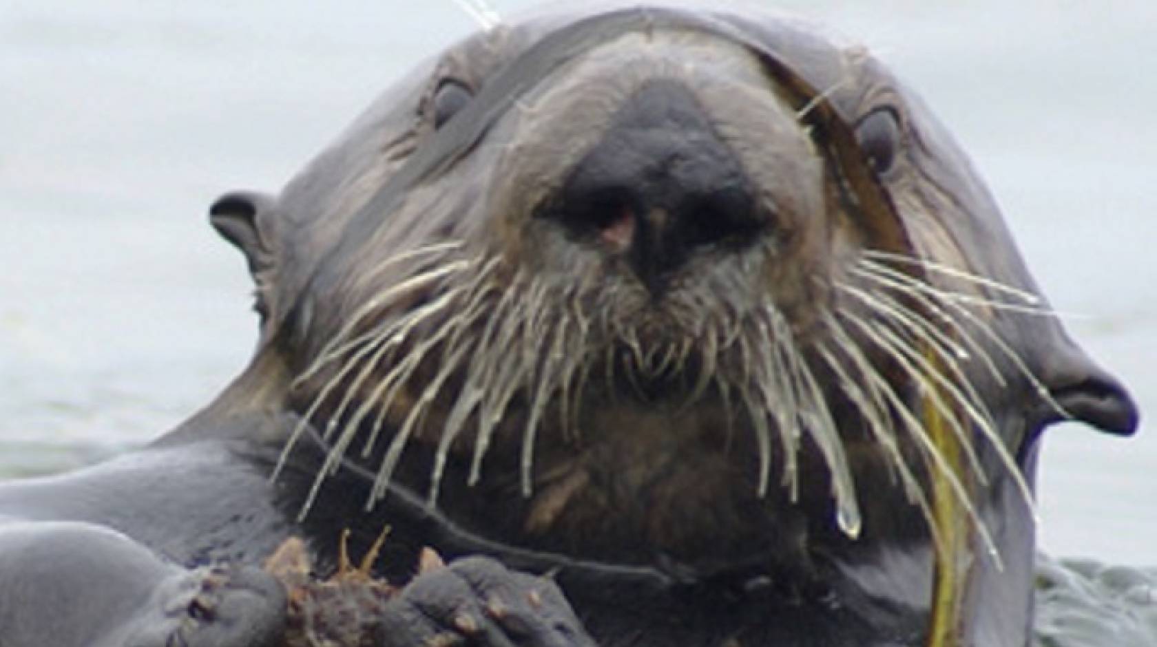 Sea otter holding a crab