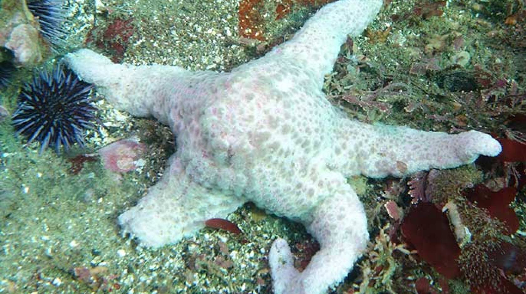 dying sea star - USGS photo