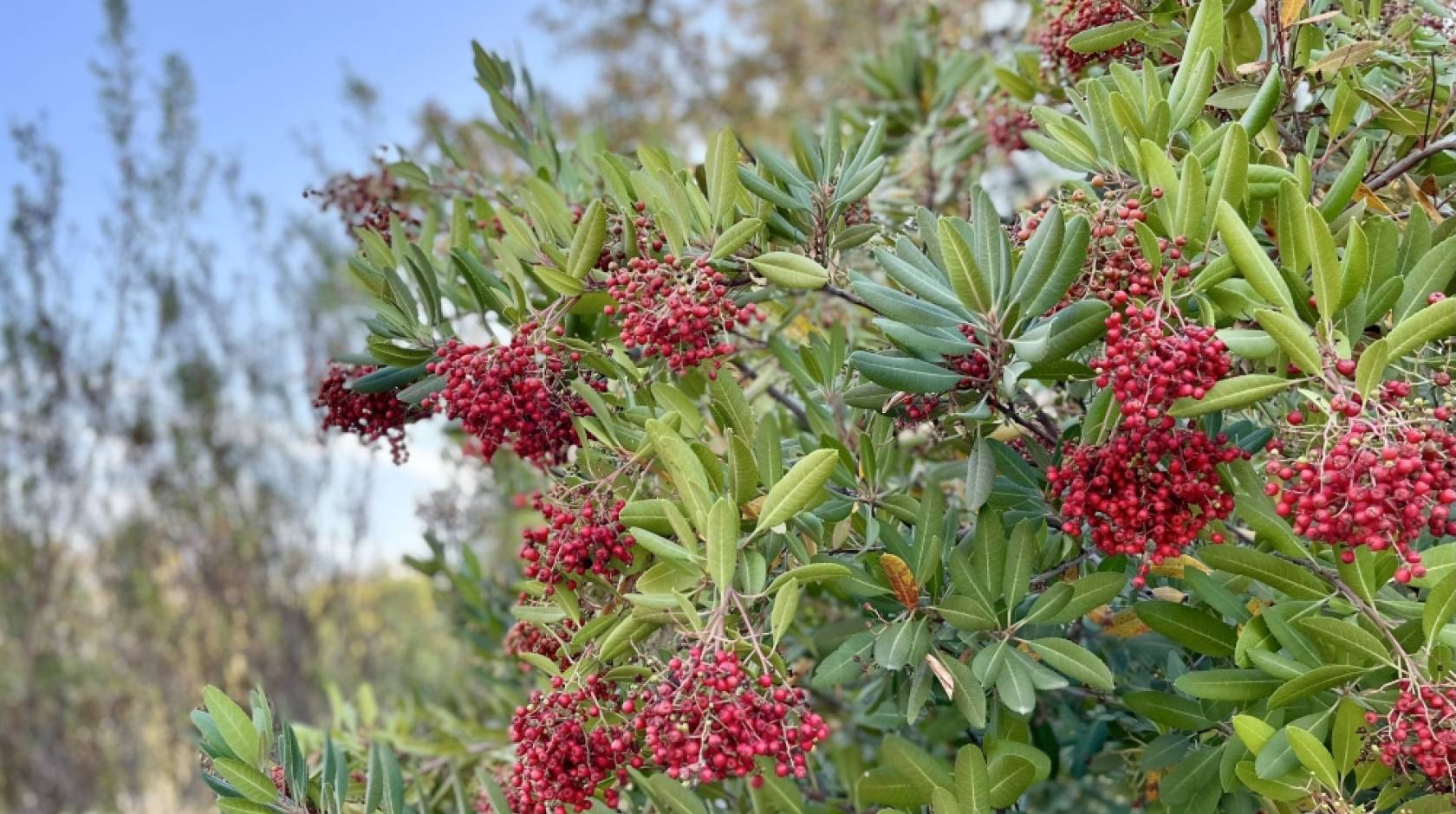 Red berries on green branches, blue sky