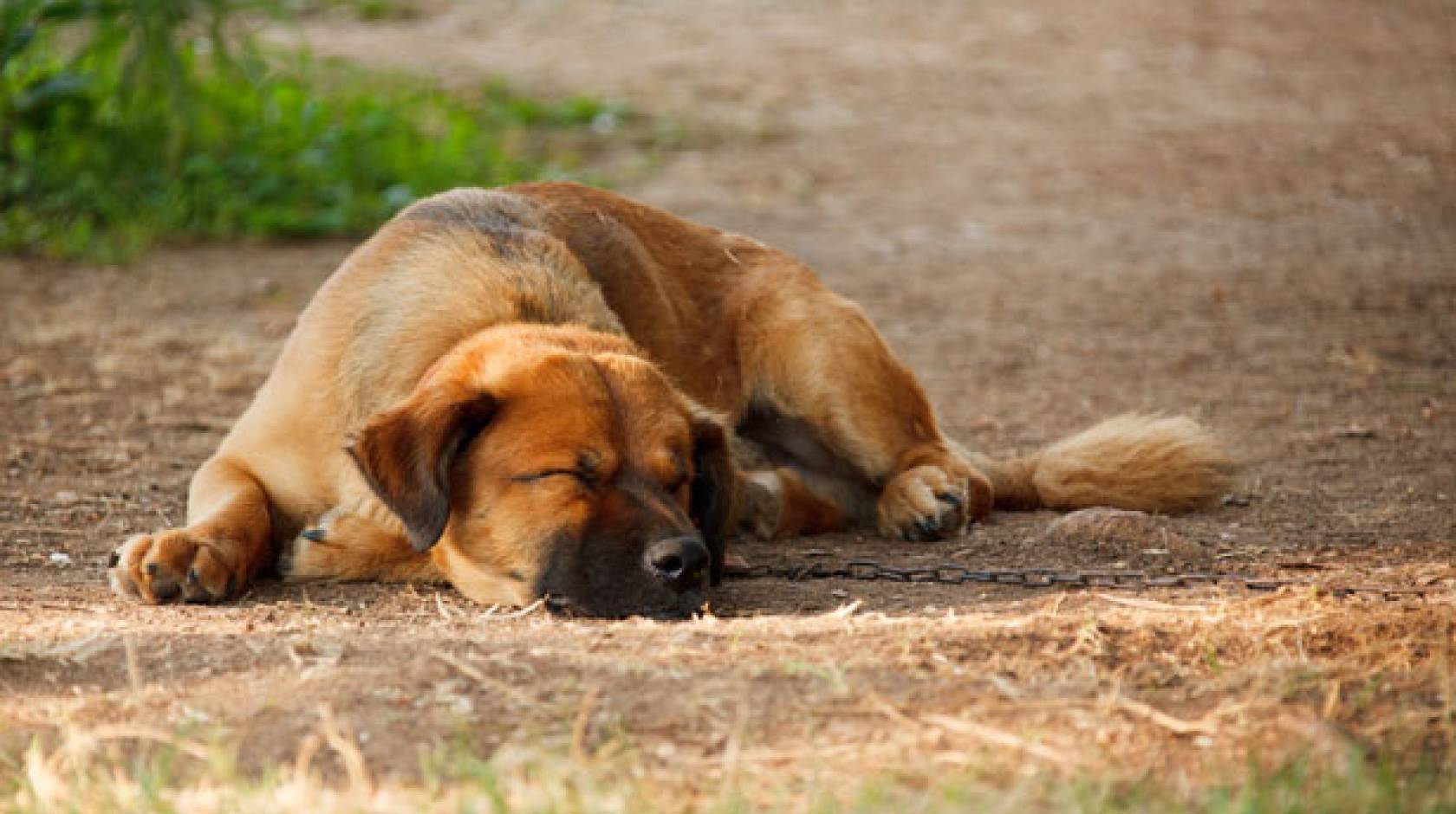 Sleeping dog