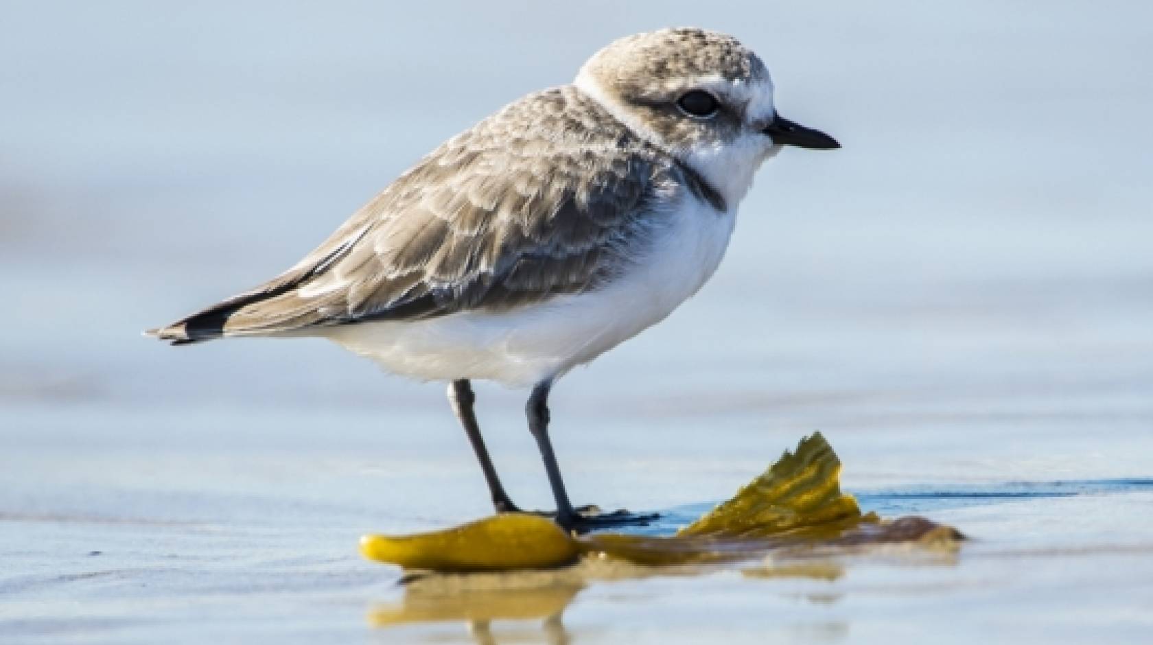 Western snowy plover