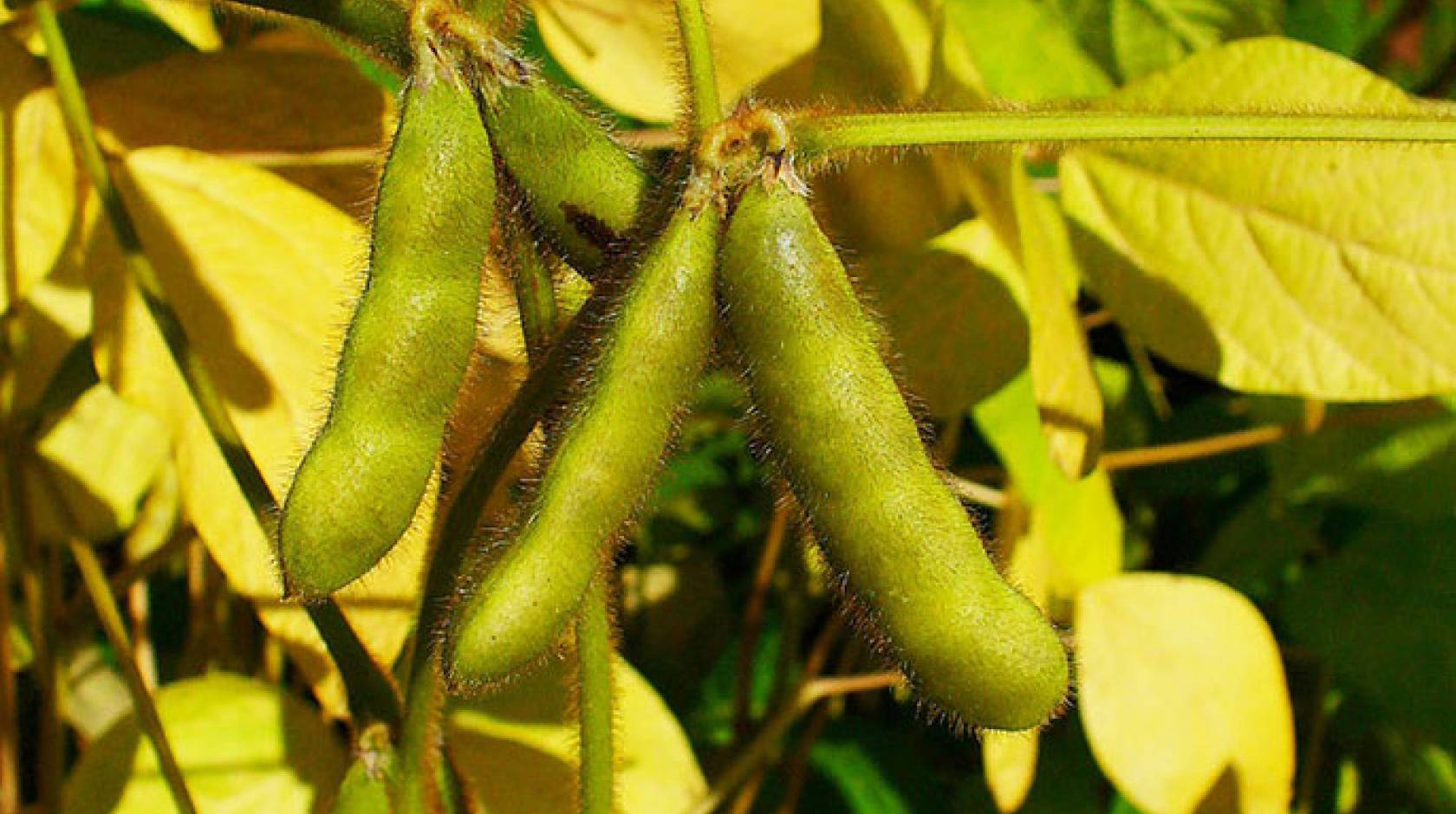 Soybean