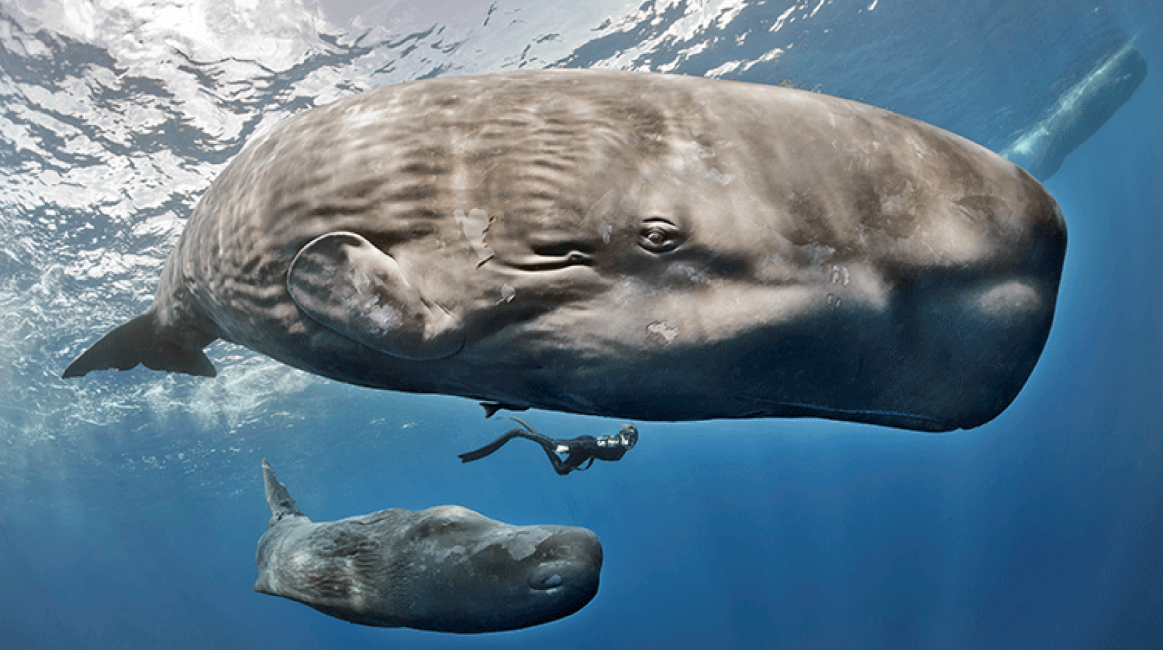A sperm whale and baby swimming with a diver