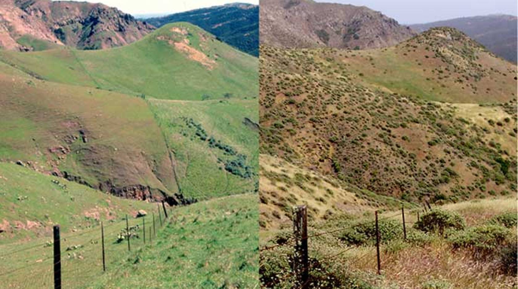 Santa Cruz Island, 1980 (left) and 2008