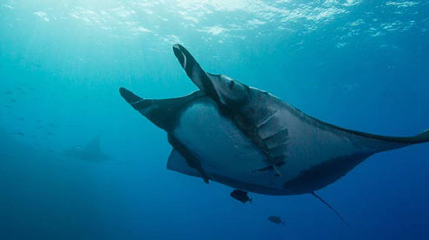 UC San Diego manta ray