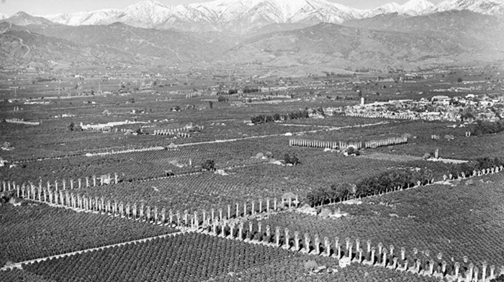 An aerial view of orange groves near Covina during World War II. 