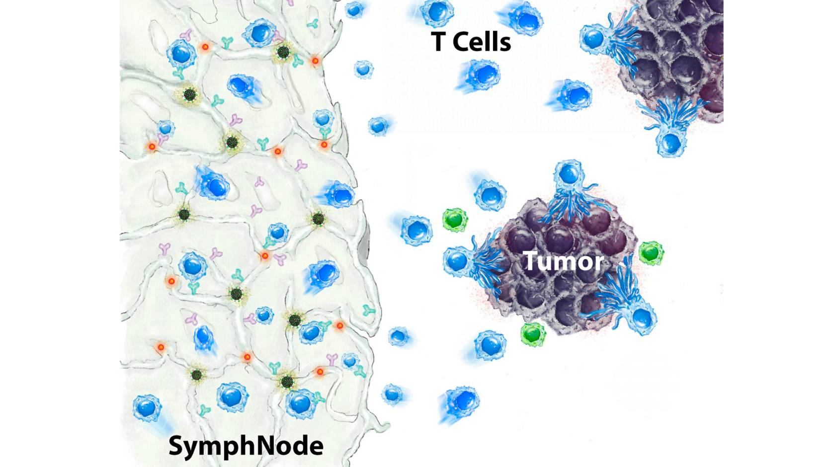 Illustration of a SymphNode interacting with T cells and a tumor