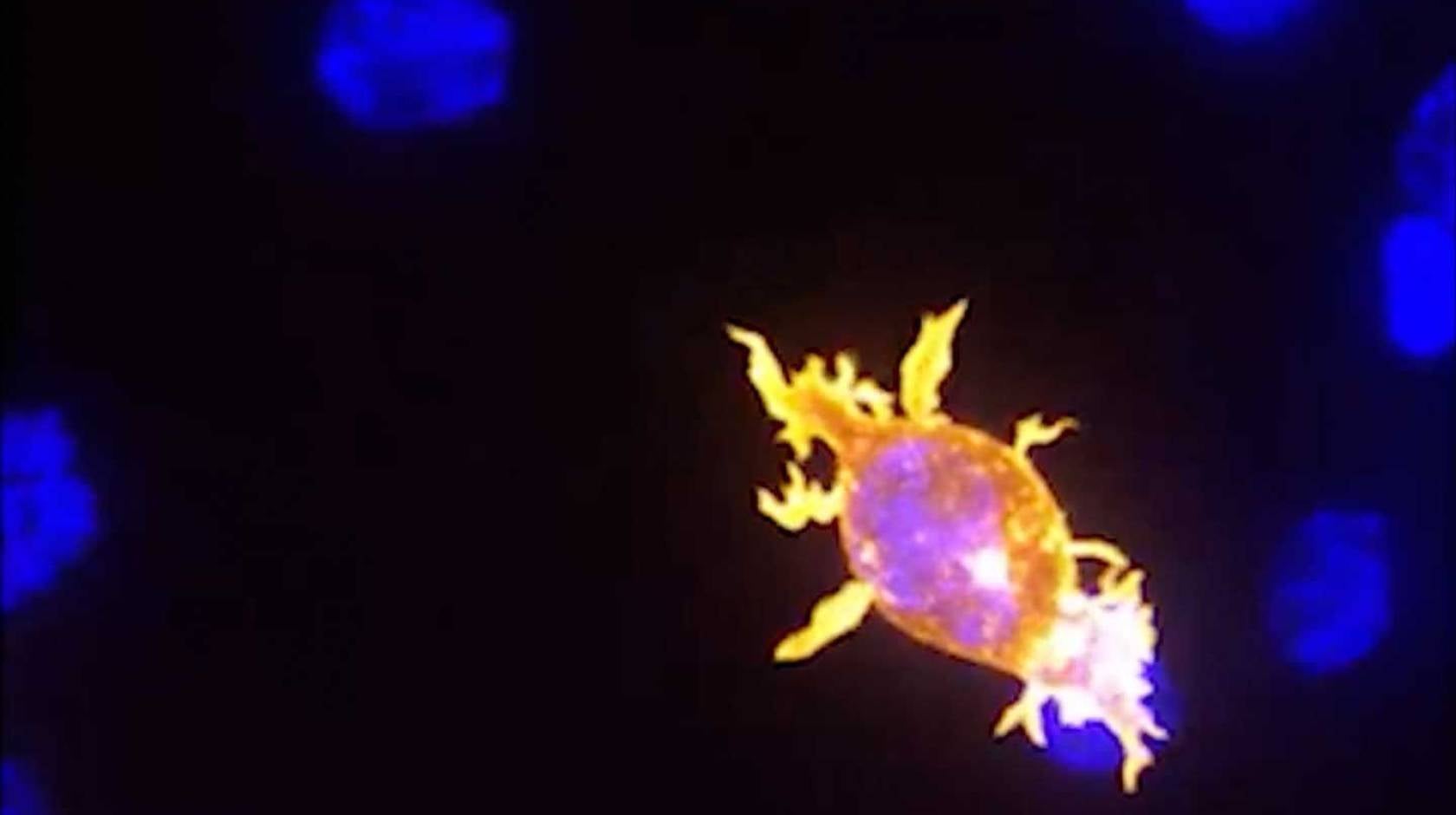 An orange-glowing oval patch and several small blue areas on a black background