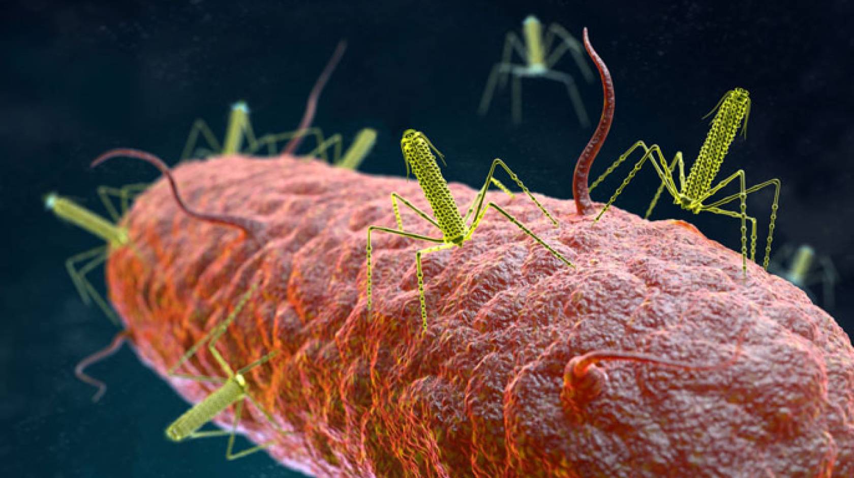 Tailocins on bacteria digital visualization