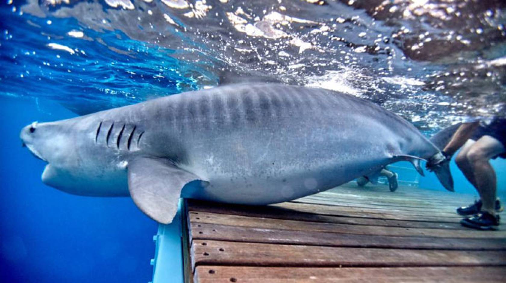 Tiger shark at Shark Park