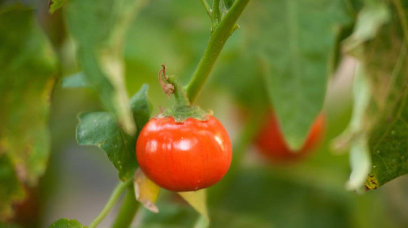 Red tomato hanging from a plant