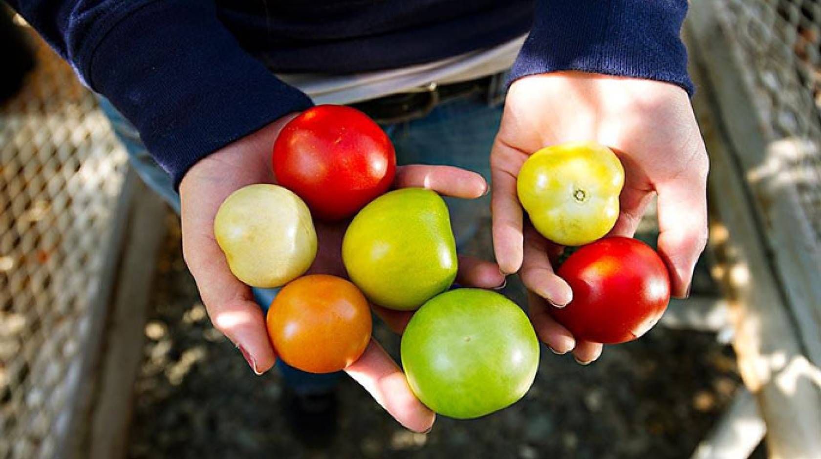 Tomato varieties UC Davis