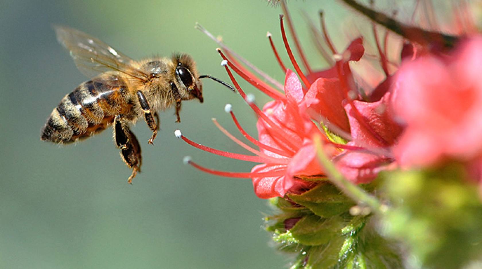 Honeybee hovers near a tower of jewels flower in a California garden
