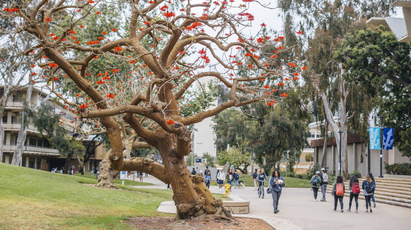 UC San Diego campus sidewalk lined with trees one with bright red leaves