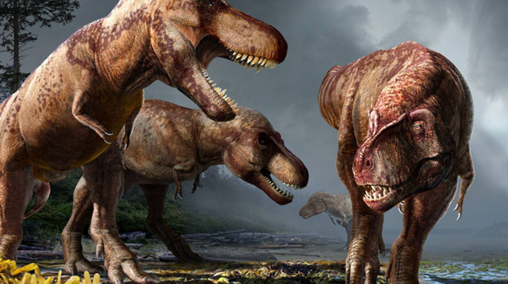 T. Rexes together, millions of years ago, illustration