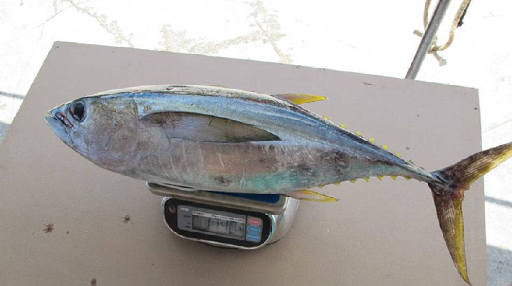 UC San Diego tuna 