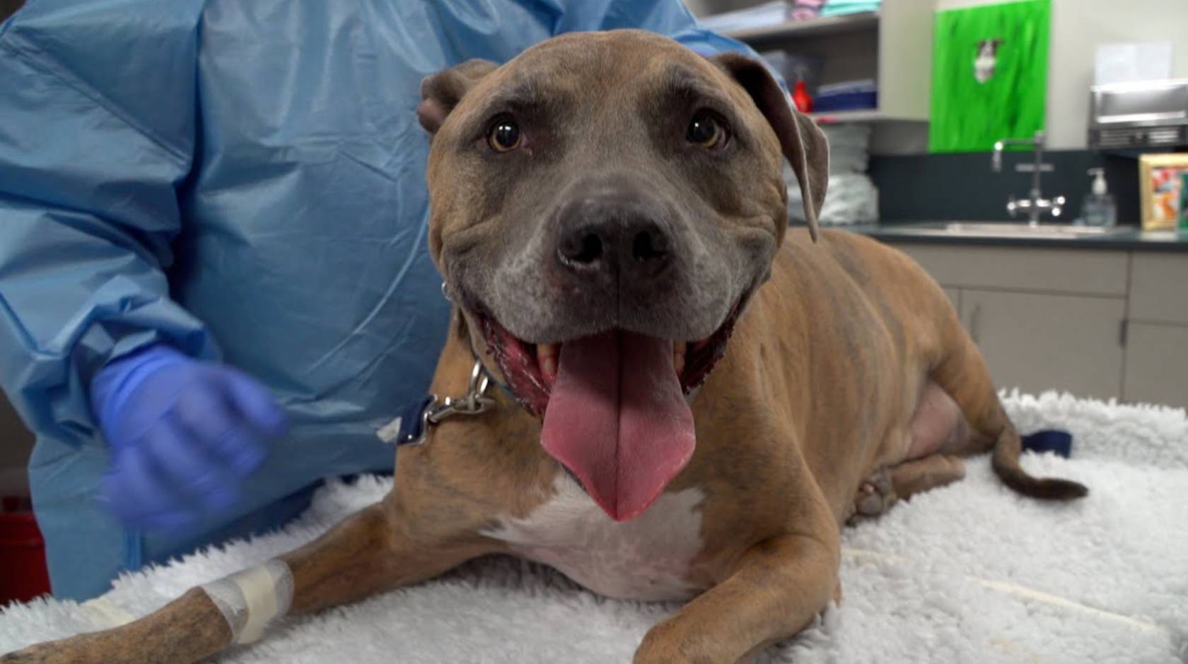 Tyson the pitbull mix at the vet, smiling