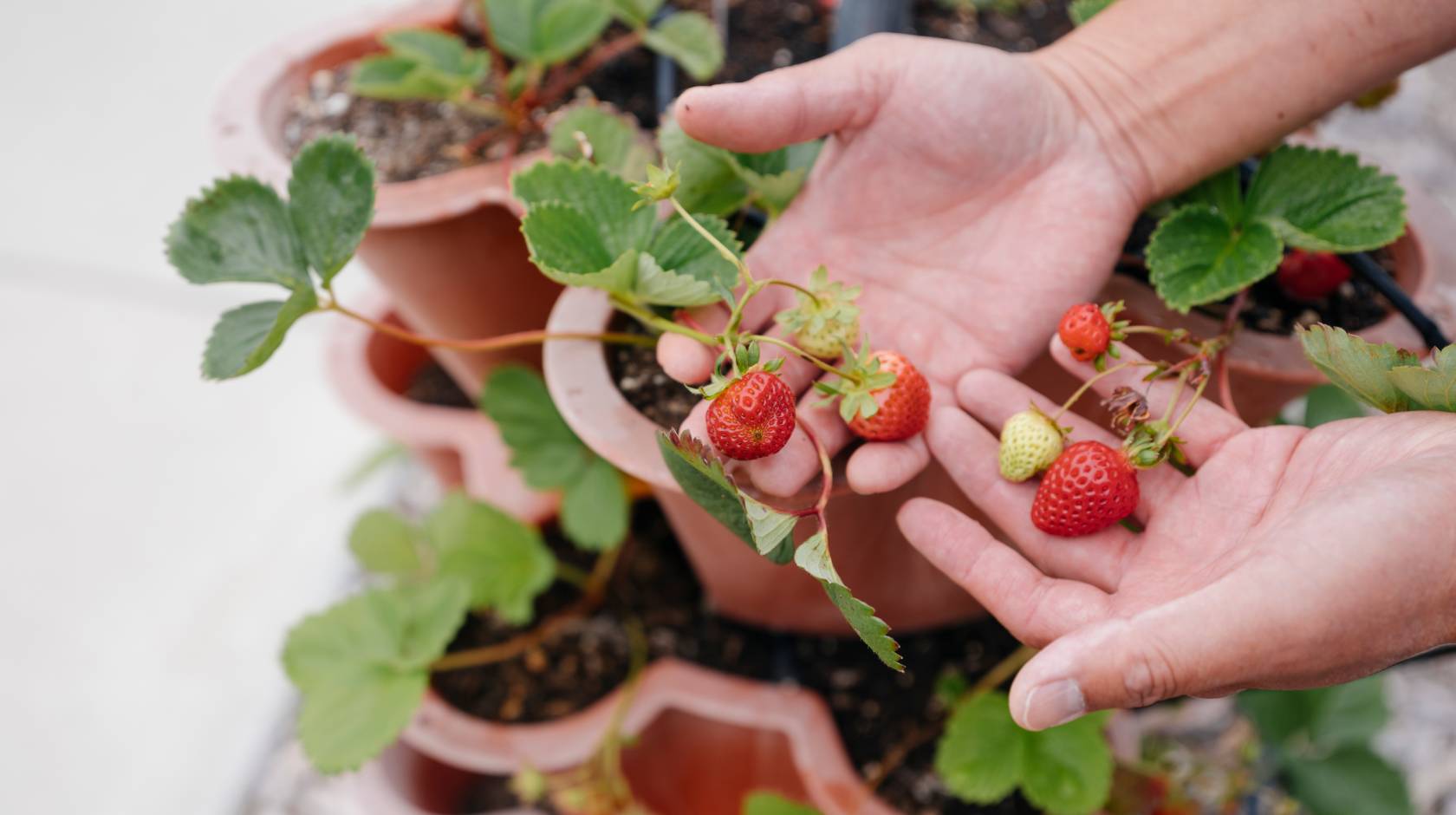 A hand holds up a few strawberries above a strawberry plant