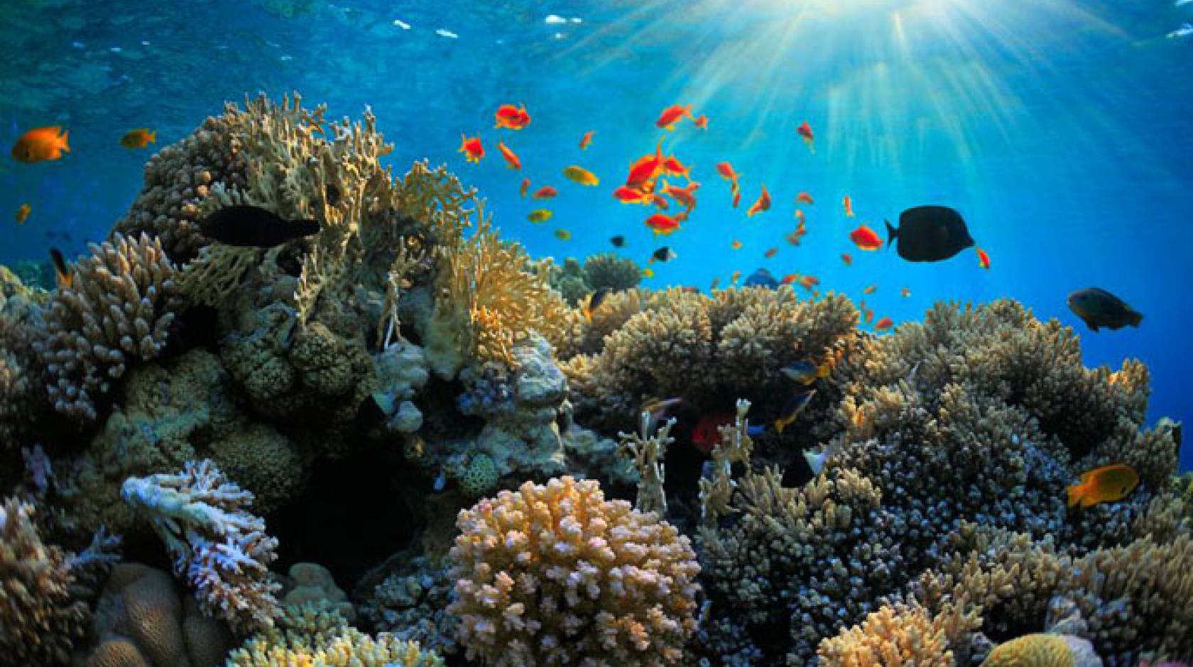 Fish social lives may be key to saving coral reefs | University of ...