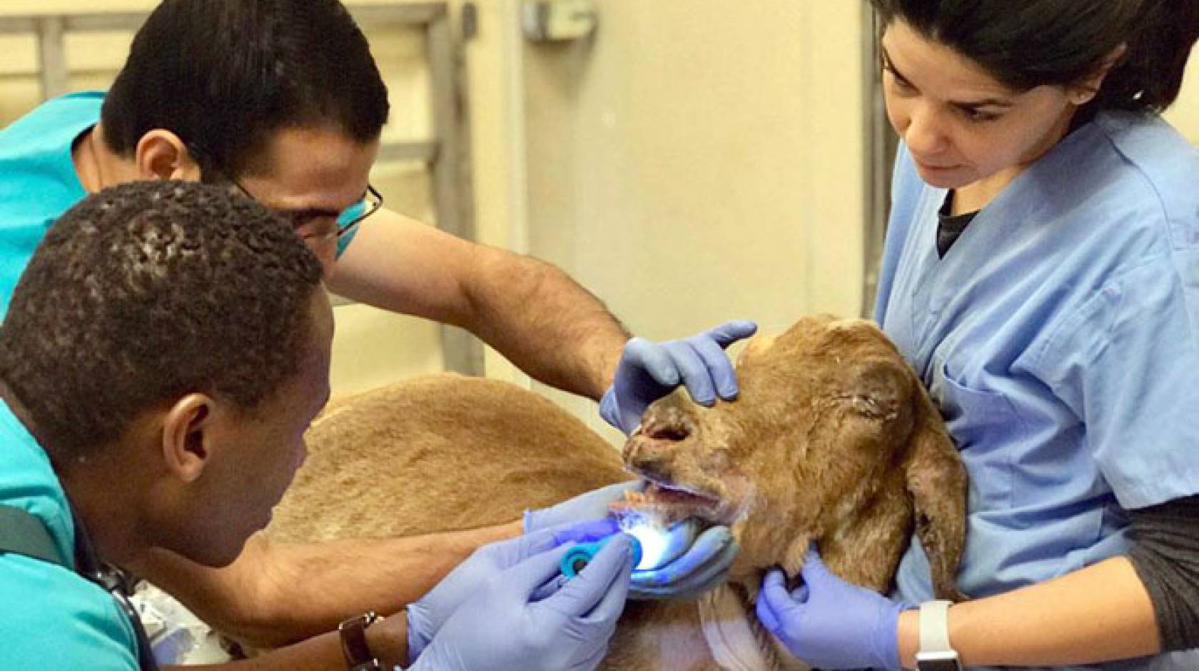 Three veterinary professionals work on an injured goat
