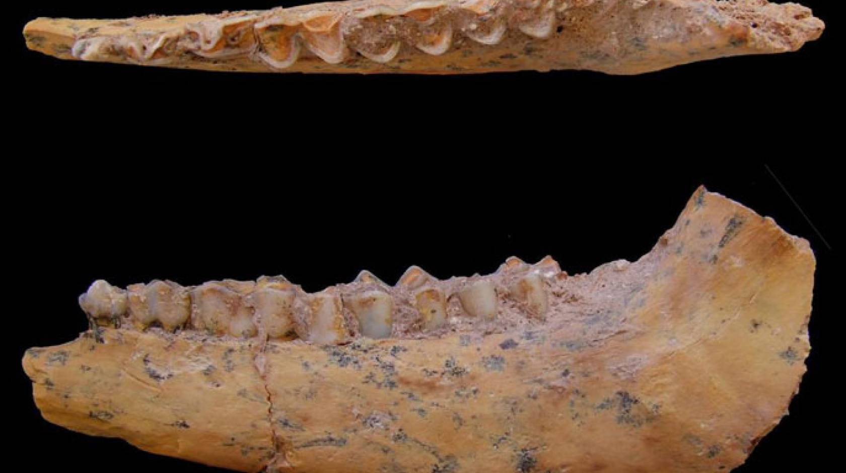 UC Davis human fossil