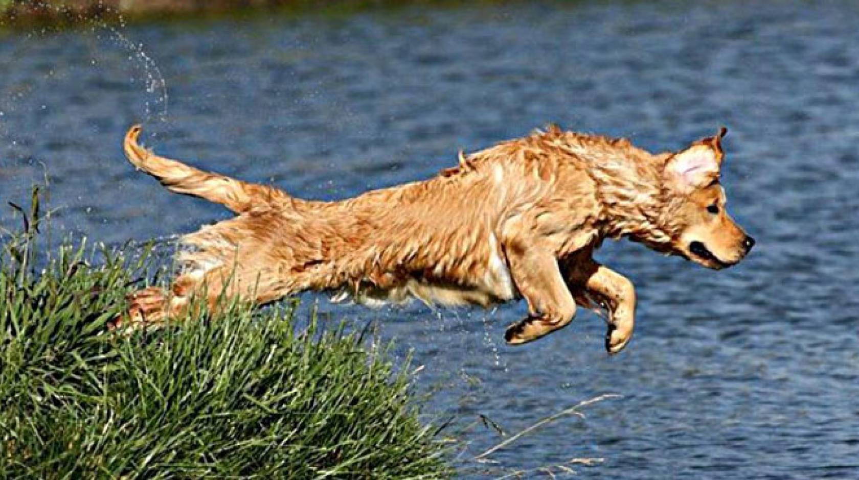 A golden retriever jumps in a pond