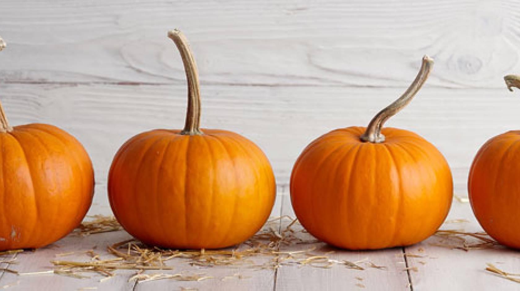 Row of pumpkins