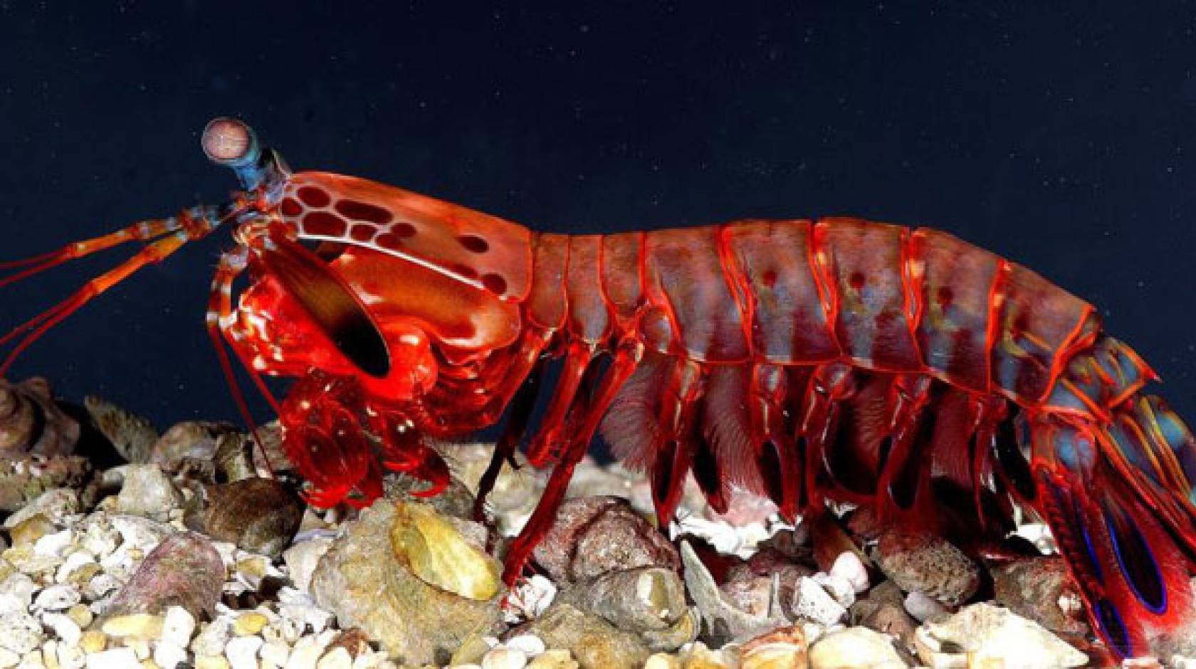 UC Davis shrimp mantis