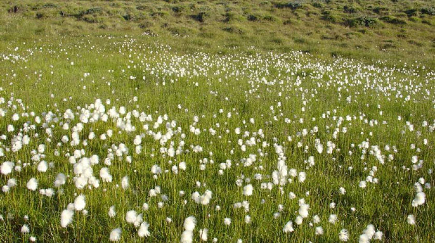 UC Davis spring