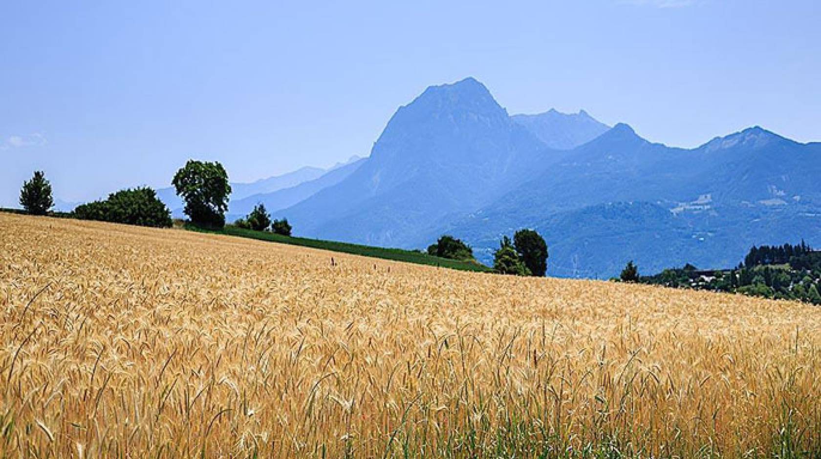 UC Davis wheat fields