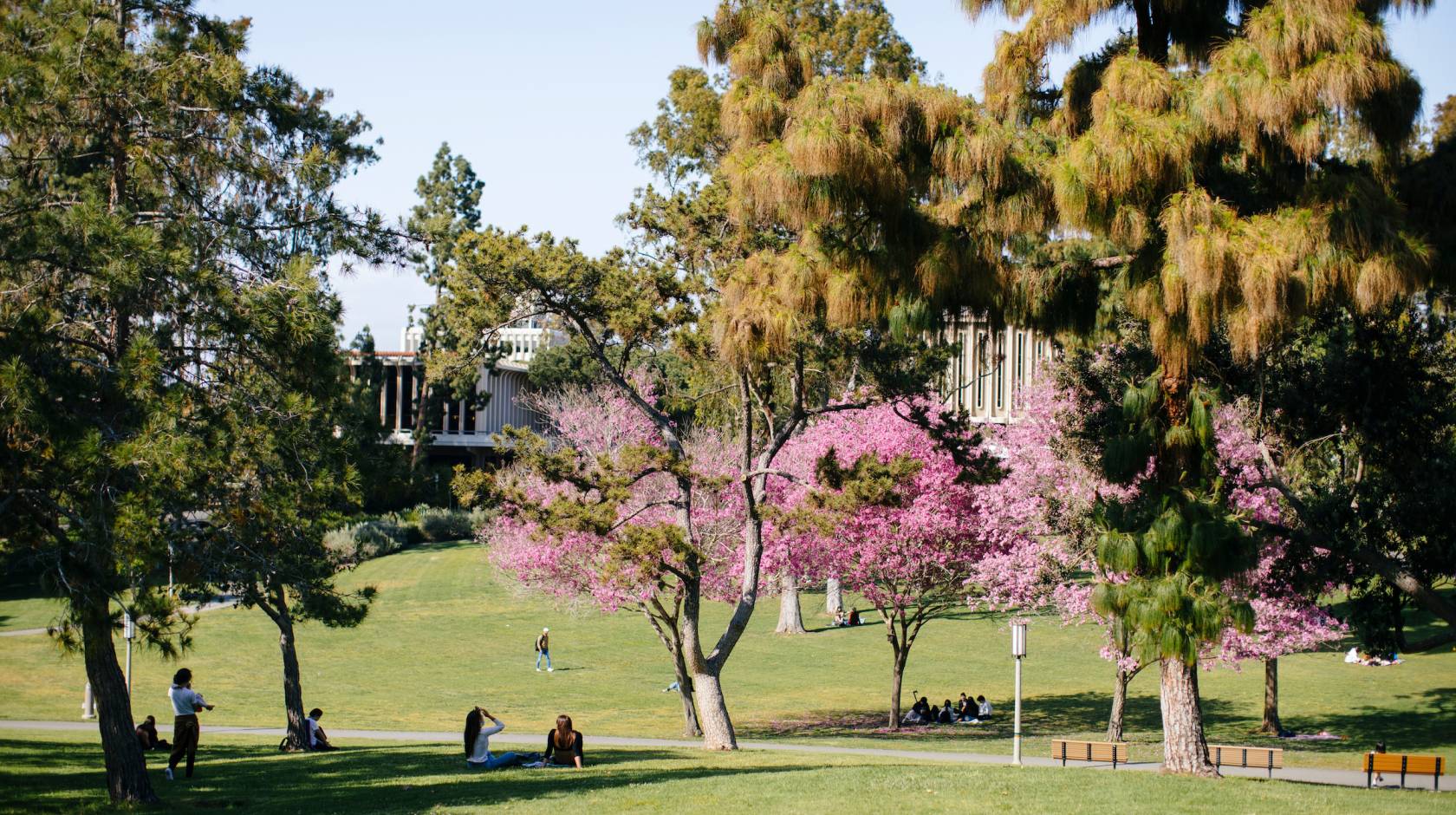 A wide shot of a green meadow on the UC Irvine campus, trees in bloom, students sitting and walking