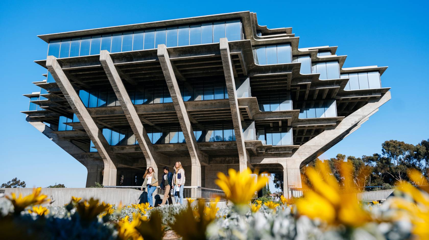 Three people walk out of the UC San Diego Geisel Library, with bright yellow wildflowers in the foreground