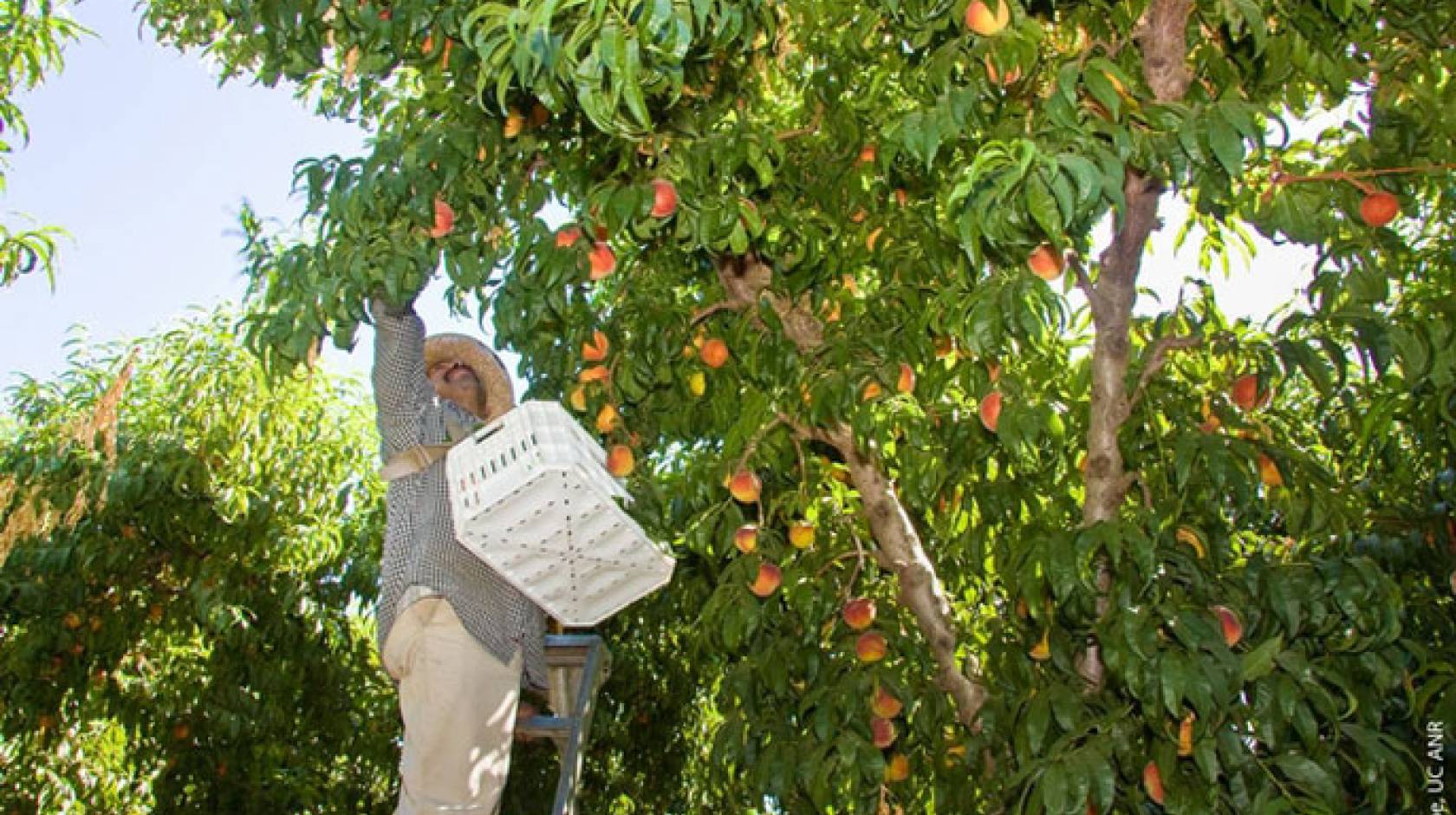 Worker picking fruit from trees