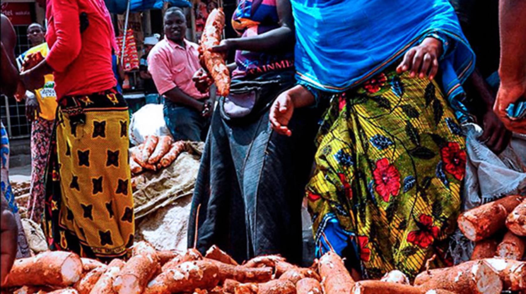 A pile of cassava at an African market. Known as manioc or yuca in South America, it is also the source of tapioca.