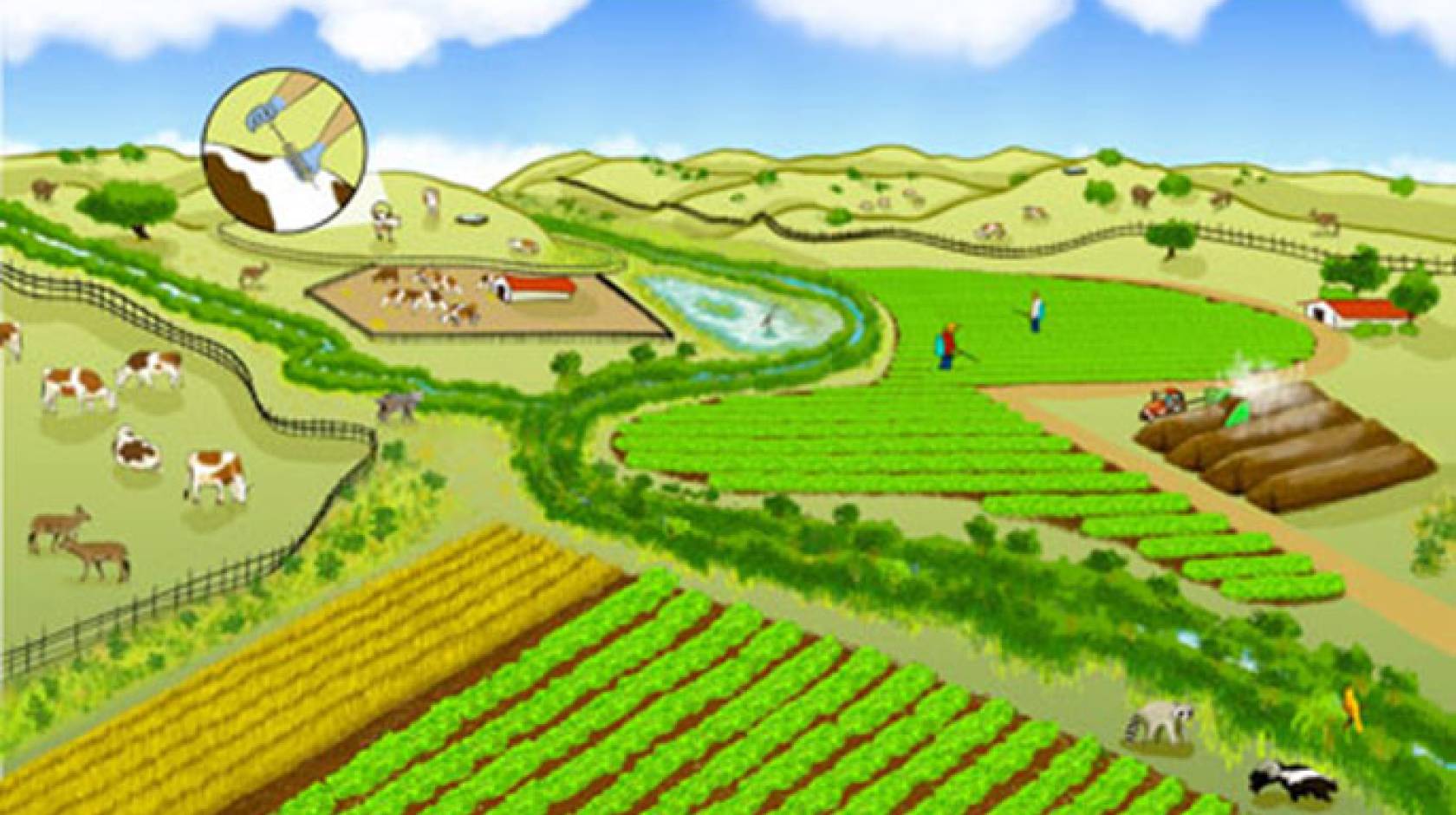 A farming landscape can be co-managed for both produce safety and nature conservation. Promising practices include buffering farm fields with non-crop vegetation to filter pathogens from runoff and planting low-risk crops between leafy green vegetables an