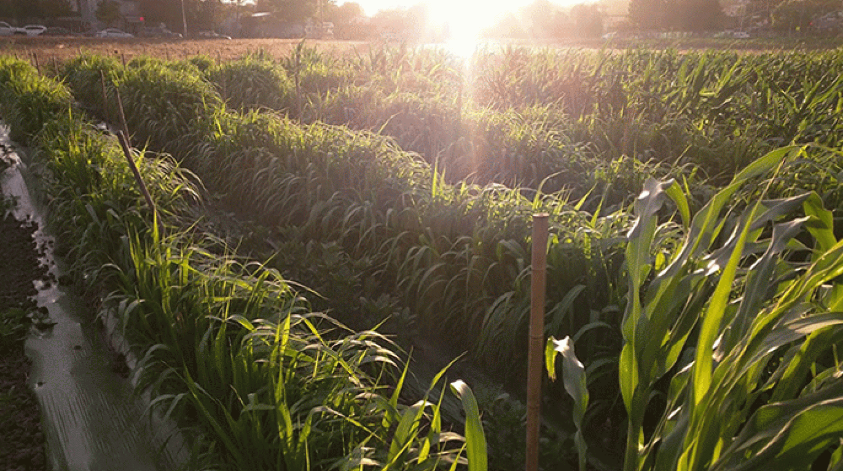 Sunset over Gill Tract millet field