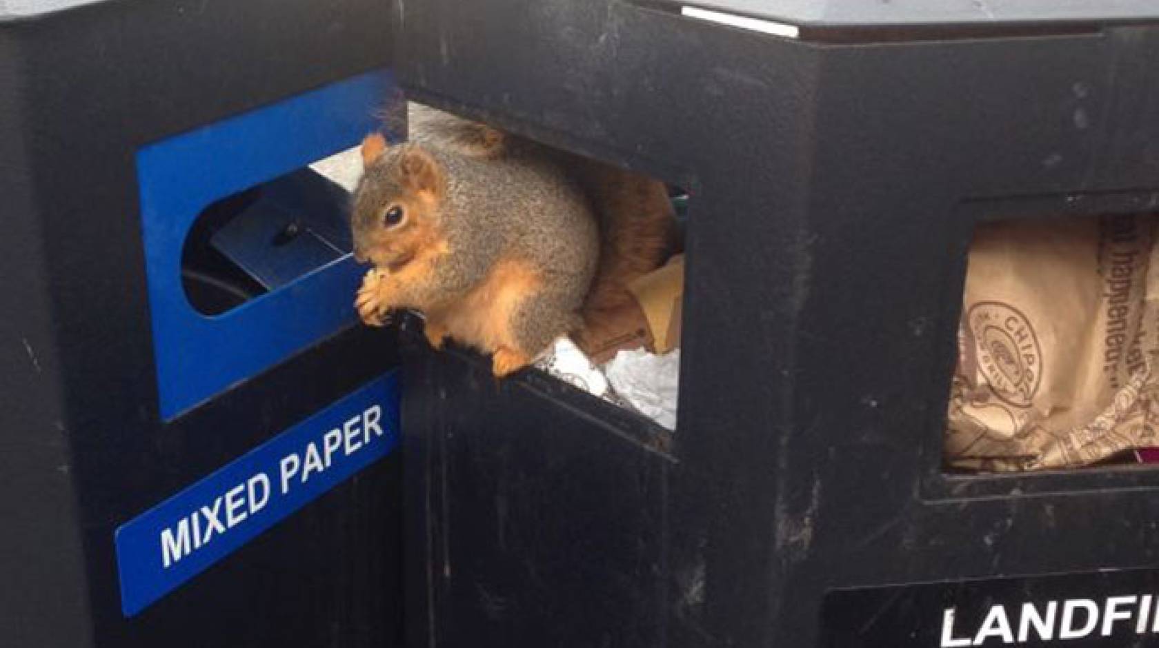 Trash from Telegraph Avenue food vendors accounts for much of the waste found in Sproul Plaza landfill bins.