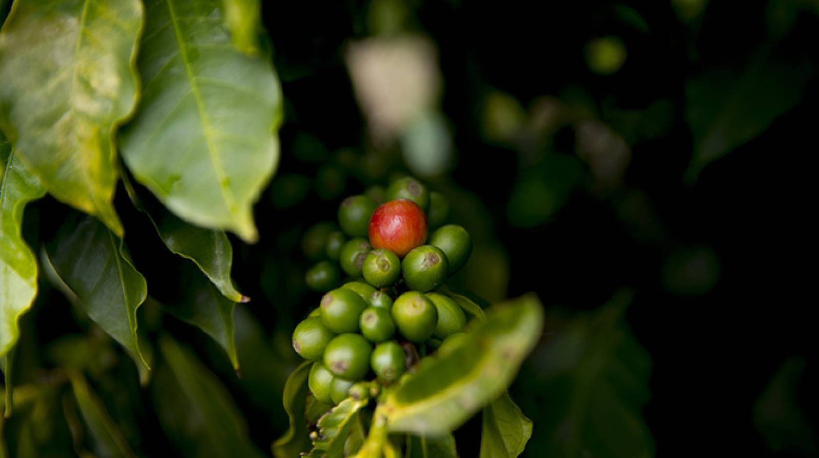 Coffea arabica