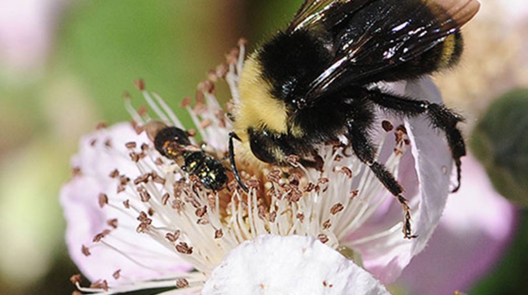 The numbers of wild pollinators like this yellow-faced bumblebee have declined in areas where the need for crop pollination is high. 