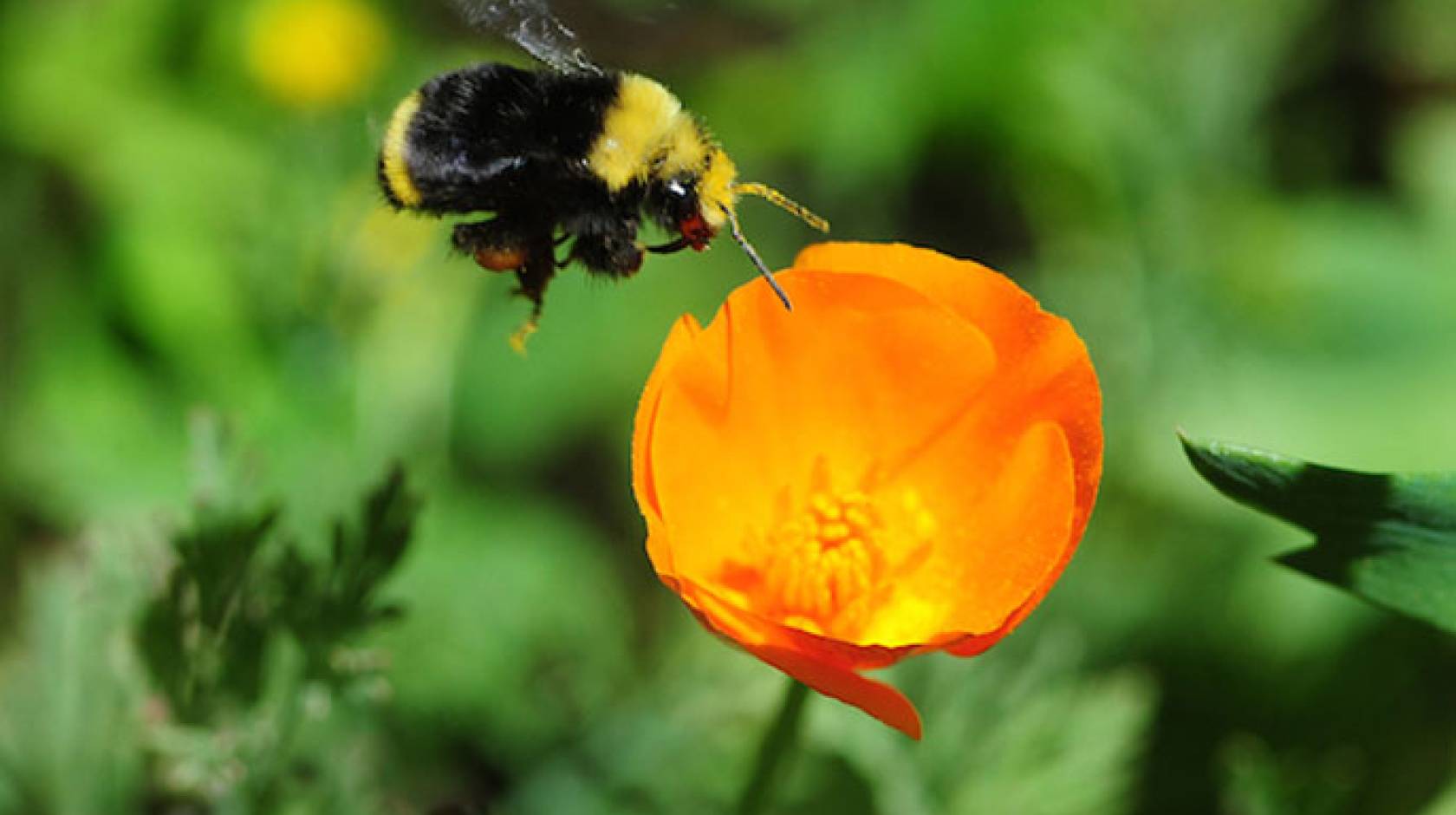 Wild pollinators such as bumblebees contribute to crop production. 