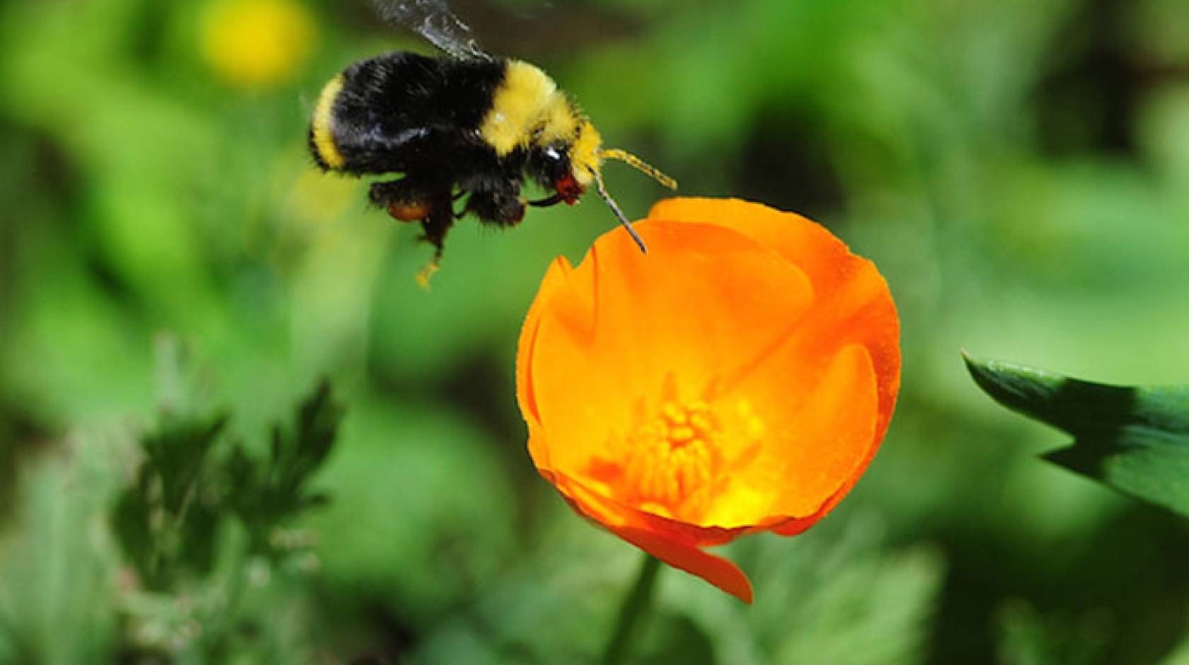 Wild pollinators such as bumblebees contribute to crop production.