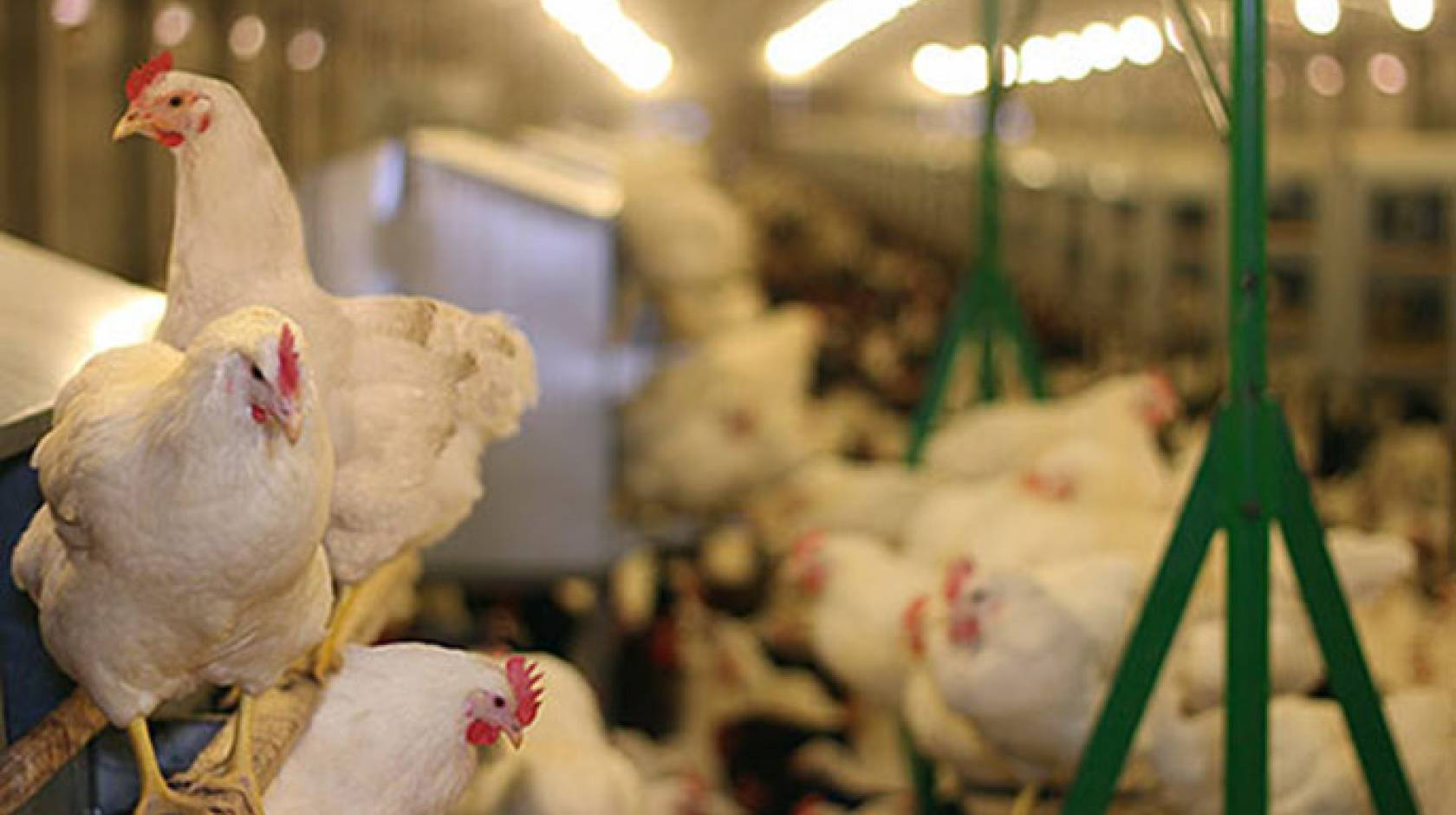 Researcher Joy Mench measured the tradeoffs and benefits of alternate methods for housing egg-laying hens.