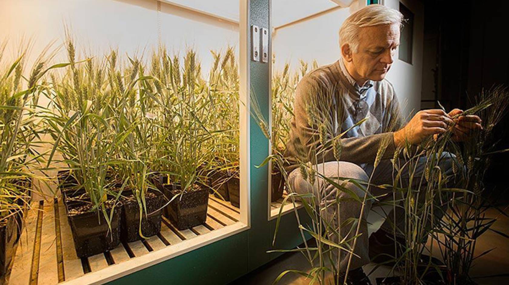 UC Davis plant geneticist Jorge Dubcovsky examines one of the wheat plants being raised in an indoor growth chamber.