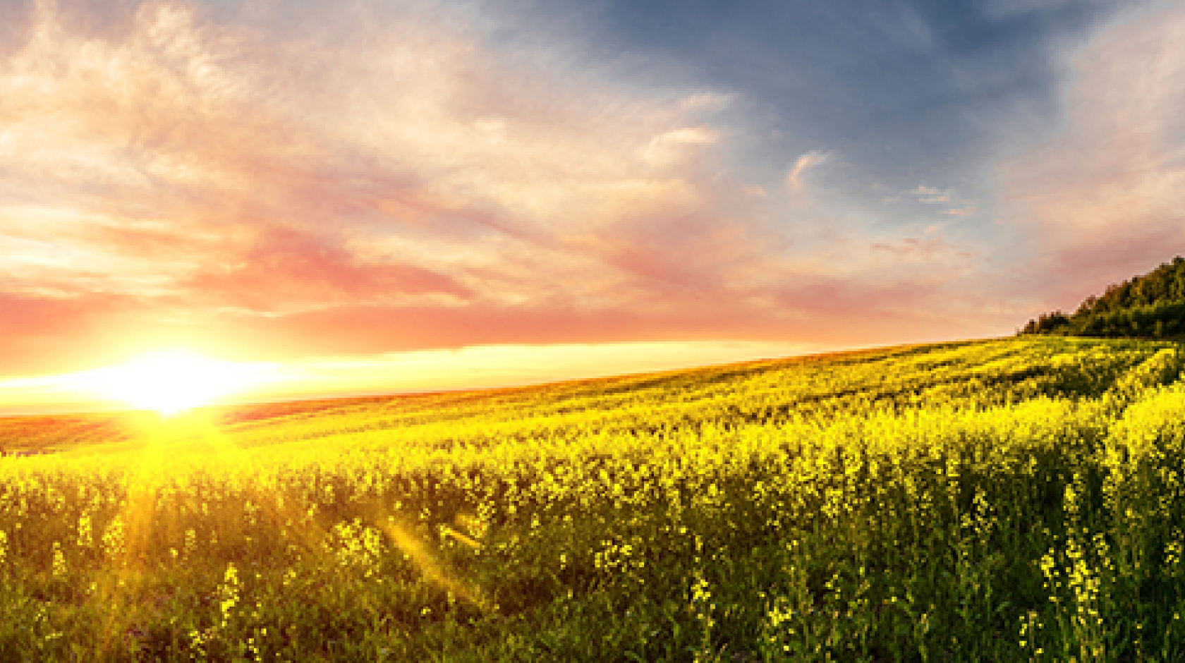 Farm at sunset