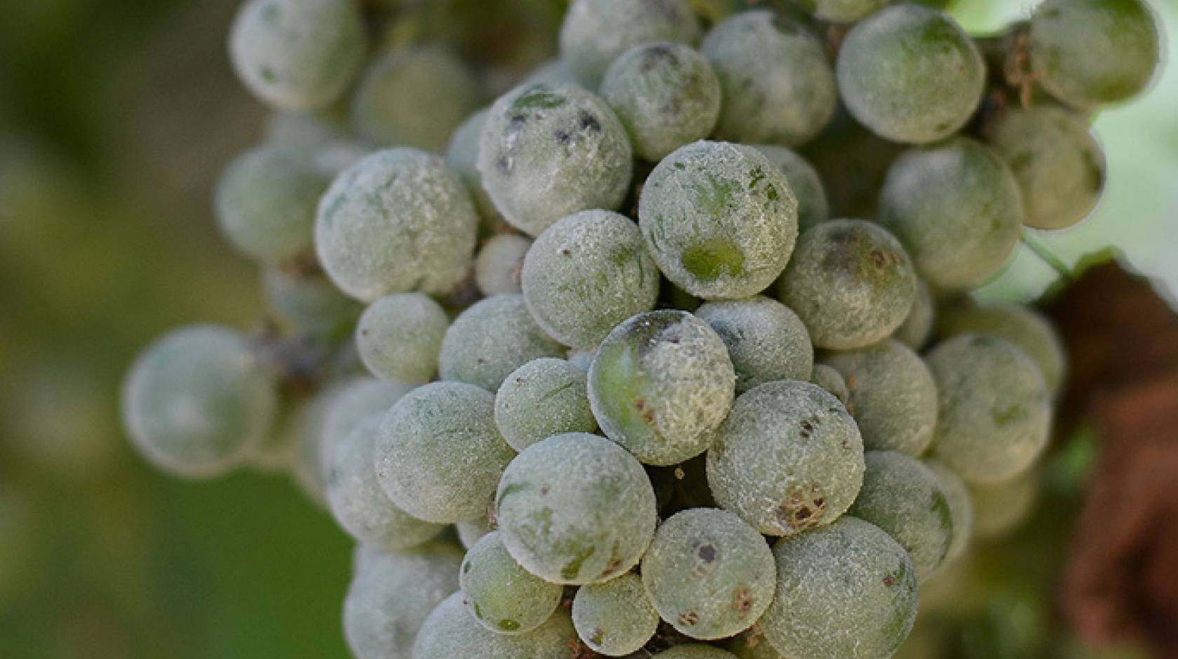 UC Davis researchers have uncovered important genetic clues about the pathogen that causes grape powdery mildew, among the most destructive vineyard pest throughout California and the world. 