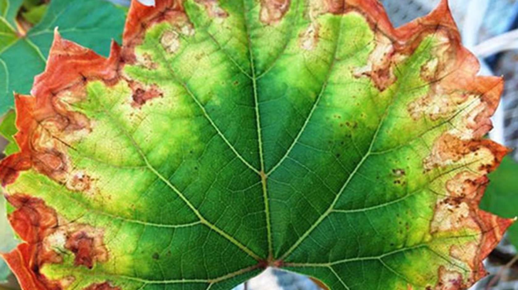 An enzyme appears to enable Xyllela fastidiosa bacteria to infect grapevines with Pierce's disease, causing serious leaf damage as pictured here. 