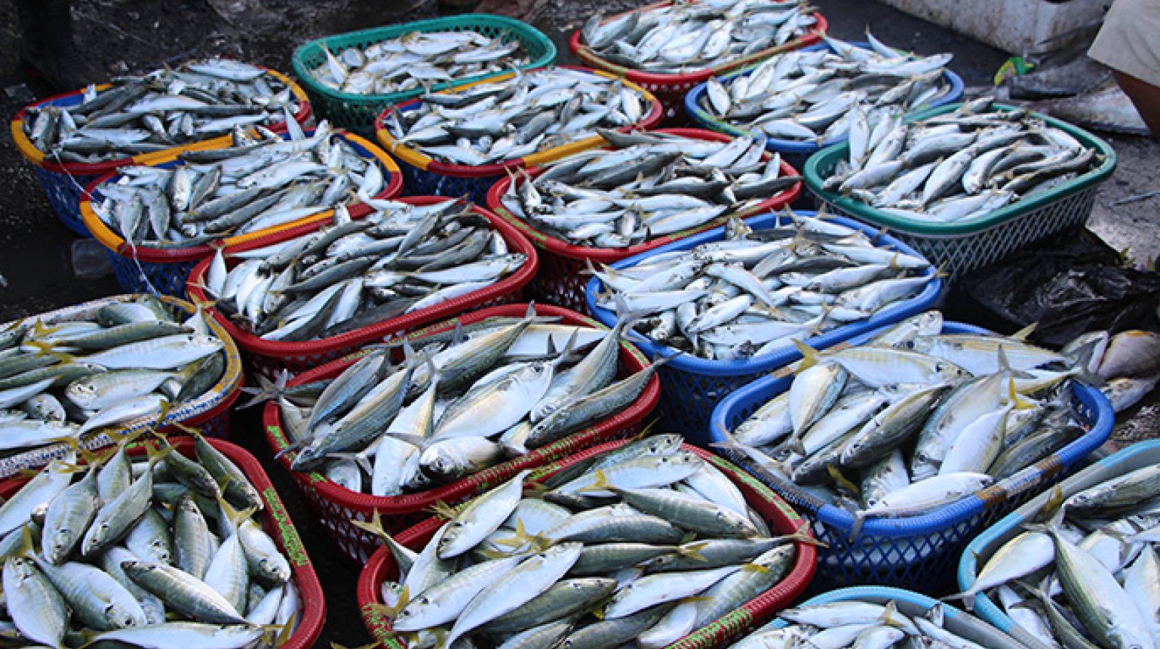 How plastic winds up in our seafood and what you can do about it